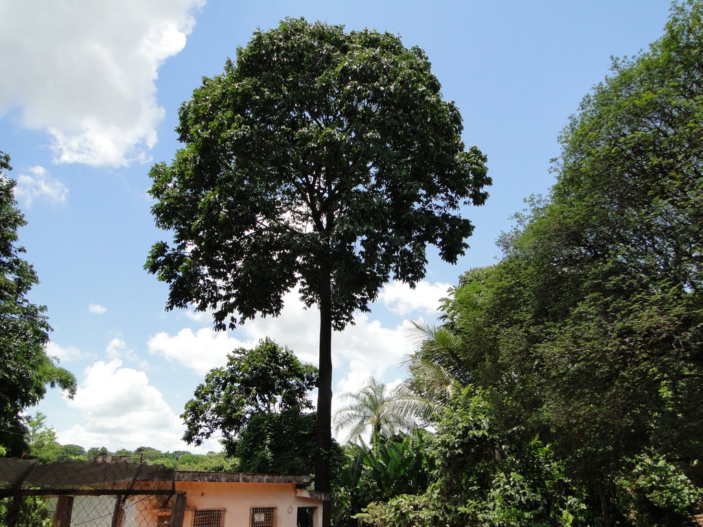 درخت آجیل برزیل